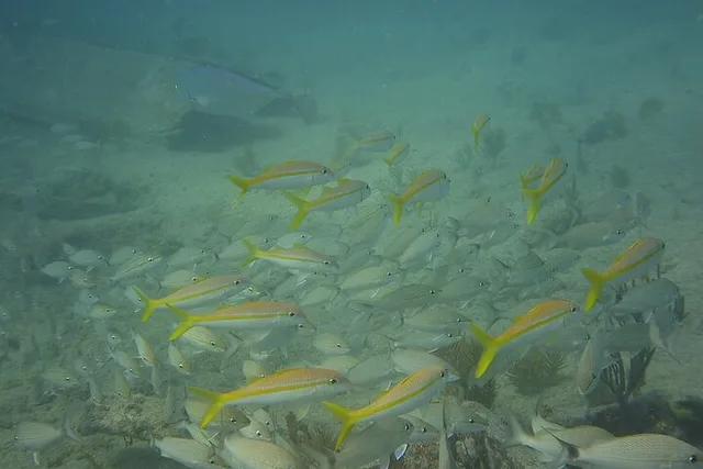 Panama City Snorkeling Tour - Image 6