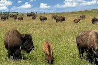 Rapid City Black Hills Monument Tour 8 hr thumbnail 5