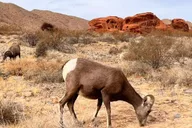 Las Vegas Valley of Fire Small Group Tour 6 hr thumbnail 4