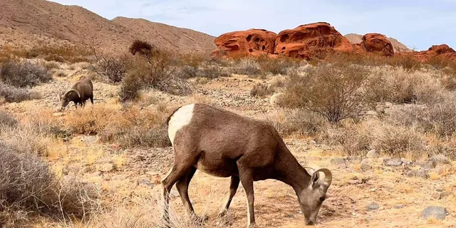 Las Vegas Valley of Fire Small Group Tour 6 hr - Image 4