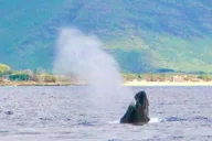 Oahu Dolphin Swim Private Cruise thumbnail 4