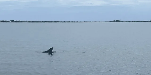Cocoa Beach Bioluminescent Pontoon Cruise - Image 4