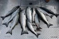 Ketchikan Wild Alaskan Salmon Fishing Trip thumbnail 2