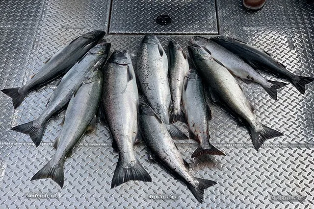Ketchikan Wild Alaskan Salmon Fishing Trip - Image 2