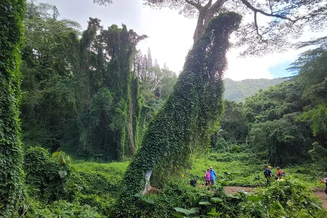 Honolulu Electric Bike Ride and Manoa Falls Hike - Image 4
