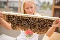 Kona Bee Farm and Coffee National Parks Tour thumbnail 2