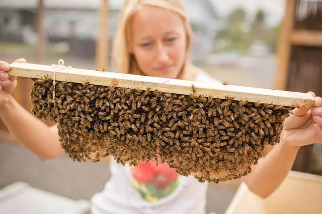 Kona Bee Farm and Coffee National Parks Tour - Image 2