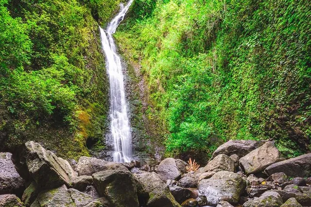 Oahu Self-Guided Trail Hike to Manoa Falls - Image 2