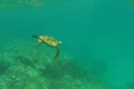 Haleiwa Clear Bottom Kayak Tour with Turtles 2 hr thumbnail 5