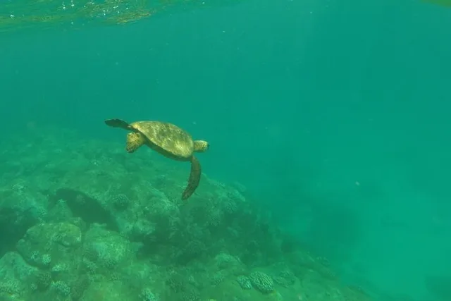 Haleiwa Clear Bottom Kayak Tour with Turtles 2 hr - Image 5