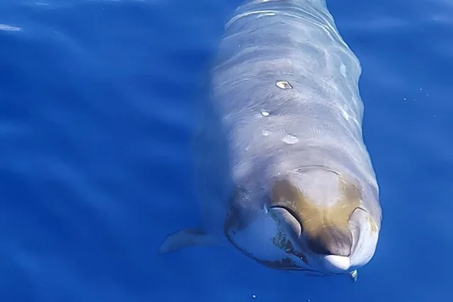 Kona Dolphin and Whale Watching Tour - Image 4