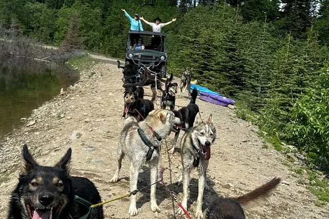 Yukon Sled Dog Tour with Mushers - Image 3