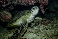 Maui Night Snorkel at Turtle Town thumbnail 4