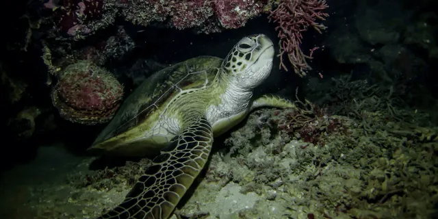 Maui Night Snorkel at Turtle Town - Image 4