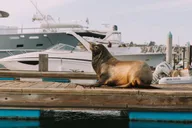 San Diego Bay Dog-Friendly Pedal Boat Rental thumbnail 5