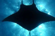 Kailua-Kona Manta Ray Night Snorkel Tour thumbnail 4