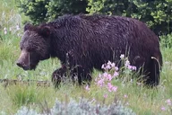 Yellowstone Full Day Tour thumbnail 5
