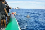 Ka'anapali Whale Watching Tour thumbnail 3