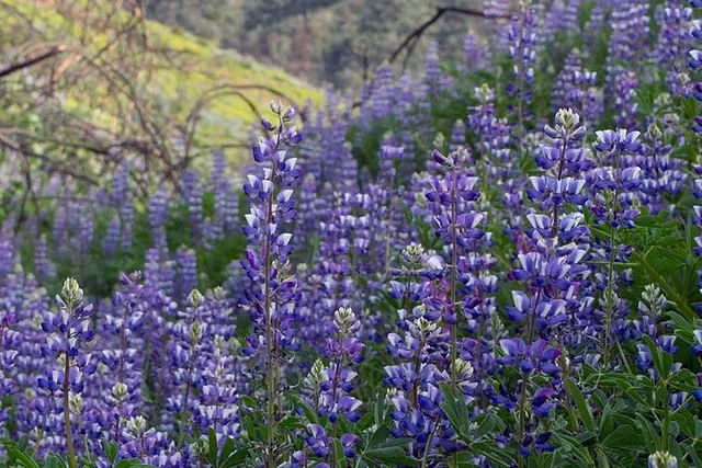 Ojai Hiking and Biking Adventure - Image 4