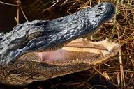 Miami Everglades National Park Airboat Tour thumbnail 4