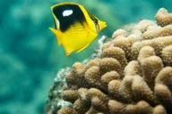 Maui Molokini Snorkeling Tour 2 hr thumbnail 2