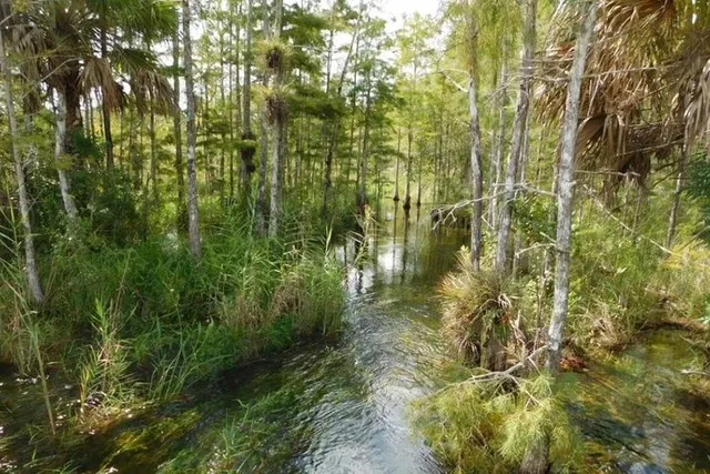 Florida Swamp Buggy Adventure Tour - Image 2