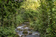 Hilo Gardens and Waterfalls Tour thumbnail 3