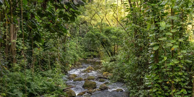 Hilo Gardens and Waterfalls Tour - Image 3