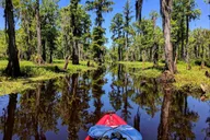 Manchac Swamp Kayak Tour with Pickup 4 hr thumbnail 2
