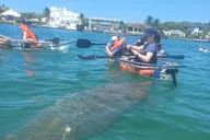 Sarasota Glass Bottom Kayak Tour thumbnail 1