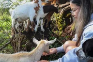 Big Island Baby Goat Experience thumbnail 2