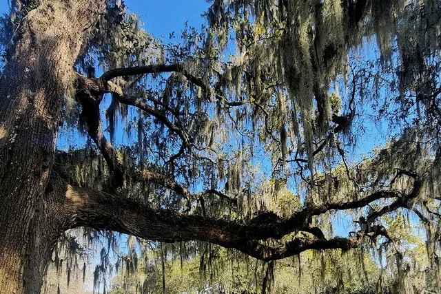 Charleston Middleton Place Historic Tour - Image 2