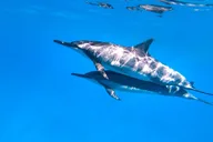 Kailua-Kona Dolphin Watch and Snorkel Tour thumbnail 5