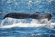 Kauai Raft Whale Watching Tour 2 hr thumbnail 3