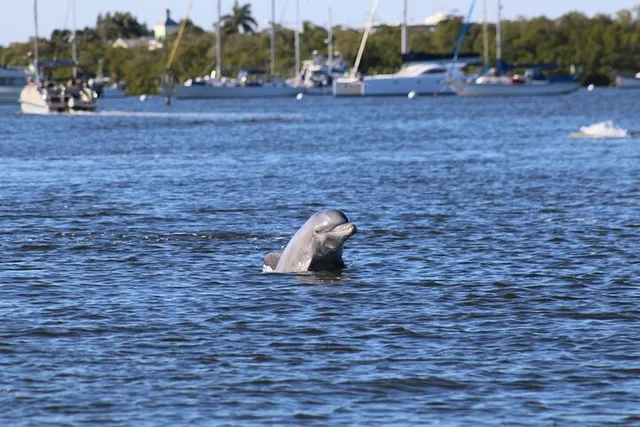 Fort Myers Beach Dolphin Cruise with Sanibel Lighthouse Views - Image 5