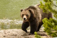 Yellowstone Old Faithful and Wildlife Tour thumbnail 4