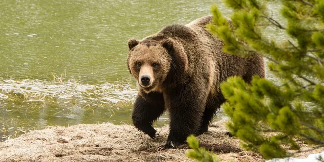 Yellowstone Old Faithful and Wildlife Tour - Image 4
