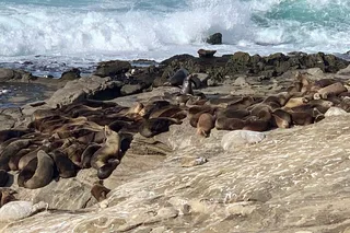 La Jolla Scavenger Hunt Adventure