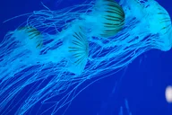 Myrtle Beach Aquarium Entry Ticket thumbnail 5