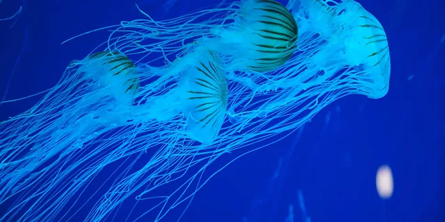 Myrtle Beach Aquarium Entry Ticket - Image 5