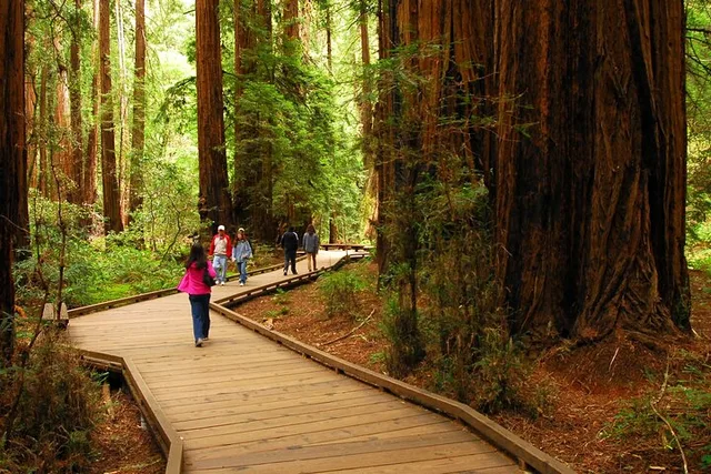 San Francisco Muir Woods and Marin Headlands Tour - Image 4