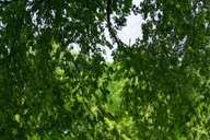 New York Central Park Walking Tour thumbnail 3
