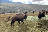 Western Ranch Overnight Experience thumbnail 6