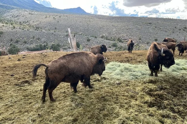 Western Ranch Overnight Experience - Image 6