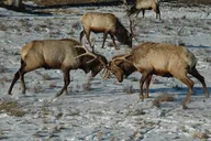 Jackson Grand Teton National Park Private Tour 6 hr thumbnail 4