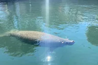 Crystal River Manatee Eco-Tour Boat Ride thumbnail 2