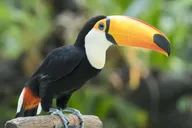 New York Central Park Zoo Tour with Private Transfers thumbnail 1