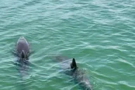 Clearwater Beach Evening Dolphin Cruise thumbnail 3