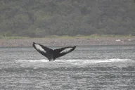 Juneau Whale Watching Tour thumbnail 2