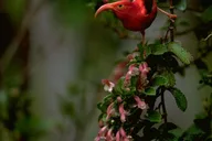 Hakalau Forest Bird Watching Adventure thumbnail 6